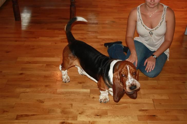 Basset hound Buller - så er jeg blevet 2 år og 5 måneder billede 16