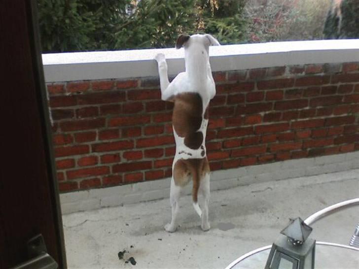 Amerikansk bulldog Berta billede 9