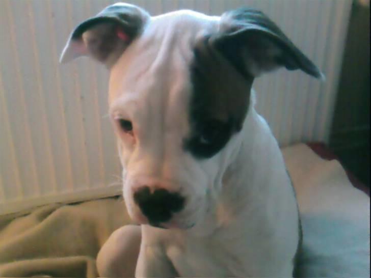 Amerikansk bulldog Berta billede 10