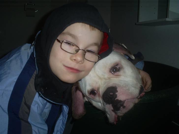 Amerikansk bulldog Robin's Balu † R.I.P.† - min drengs SIDSTE FARVEL til BALU :´-( billede 7