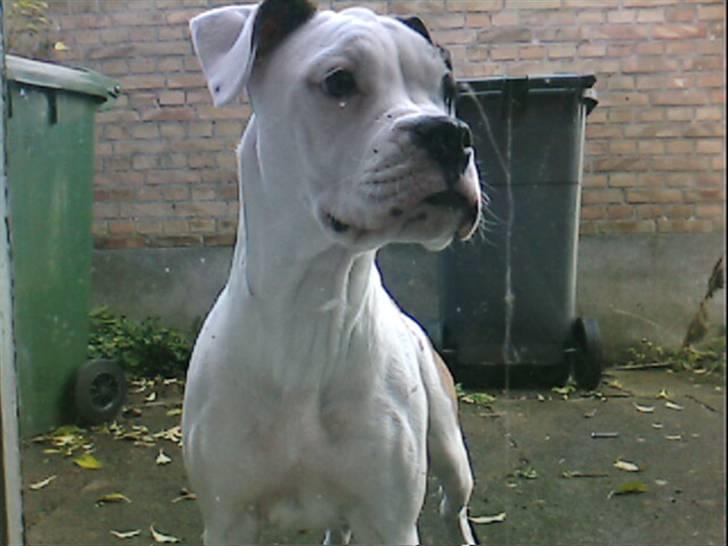 Amerikansk bulldog Berta billede 11