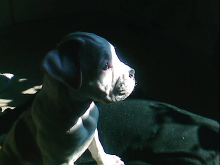 Amerikansk bulldog Berta billede 12