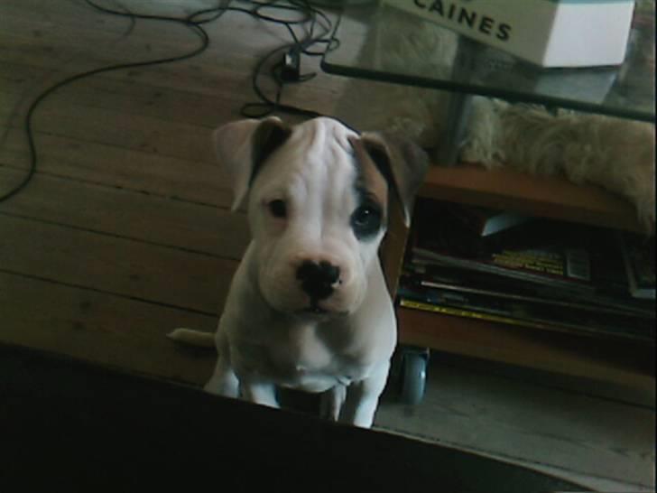 Amerikansk bulldog Berta billede 13