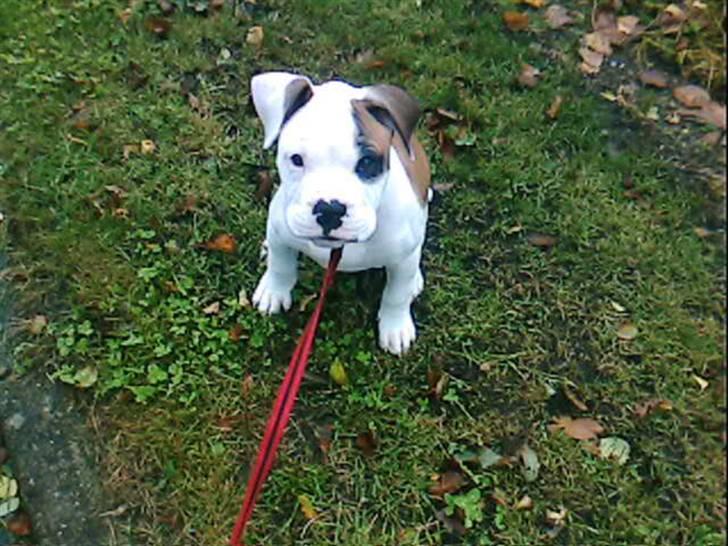 Amerikansk bulldog Berta billede 14