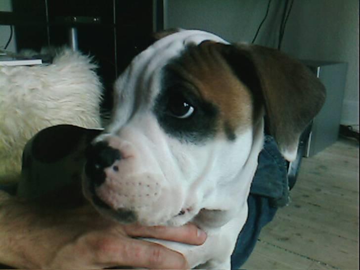 Amerikansk bulldog Berta billede 15