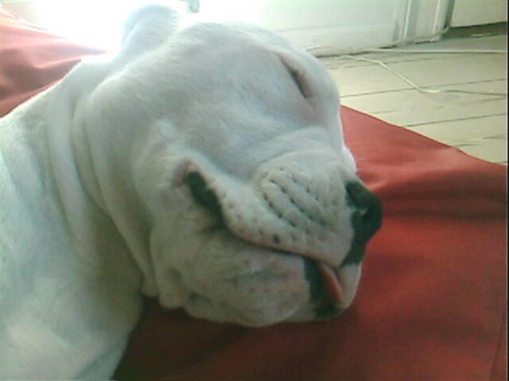 Amerikansk bulldog Berta billede 16