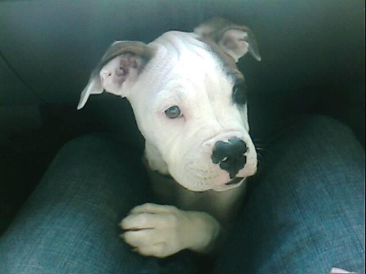 Amerikansk bulldog Berta billede 17