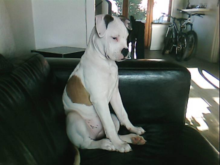 Amerikansk bulldog Berta billede 18