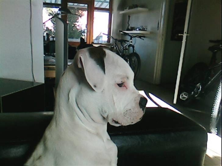 Amerikansk bulldog Berta billede 19