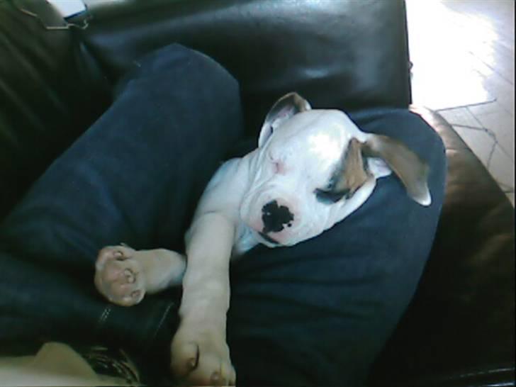 Amerikansk bulldog Berta billede 20