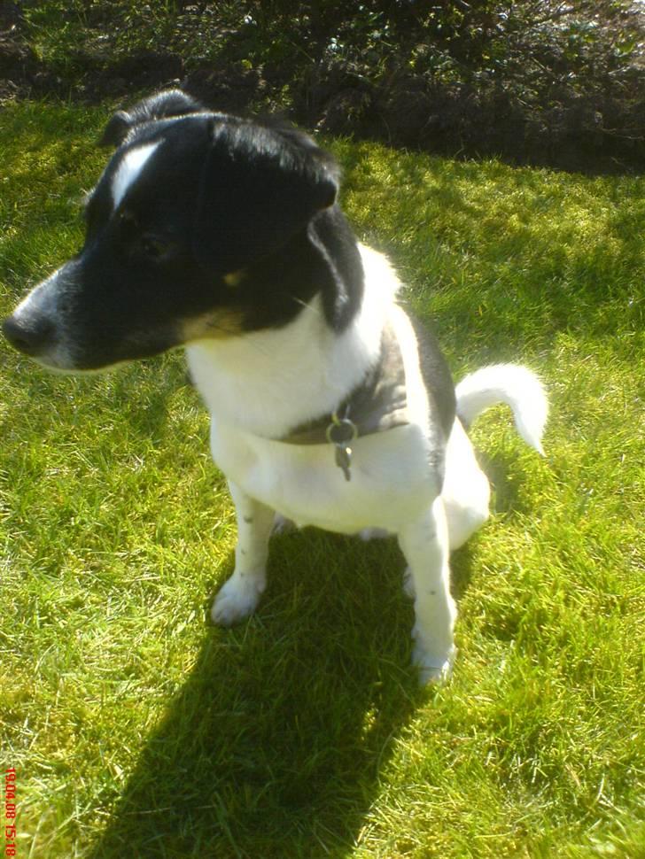 Blanding af racer Rocky - Han kan sidde :D billede 1