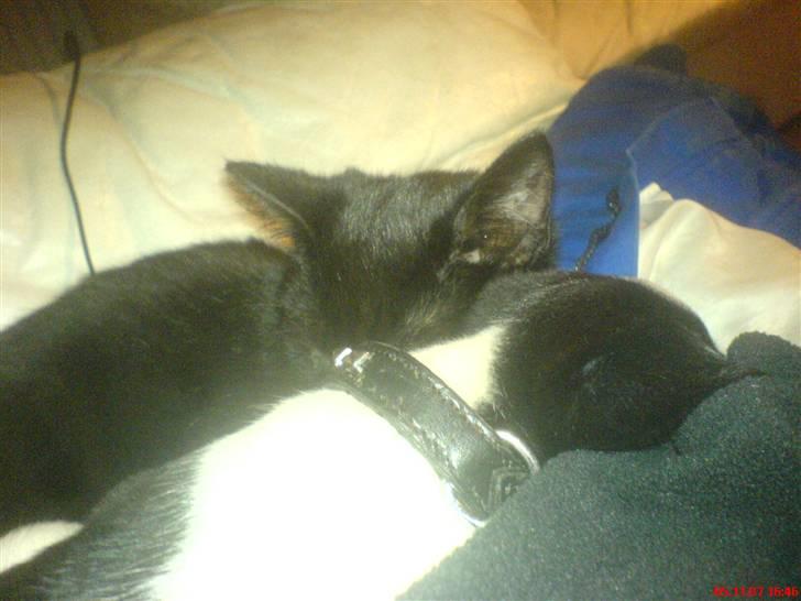 Blanding af racer Rocky - Han elsker katte. billede 2