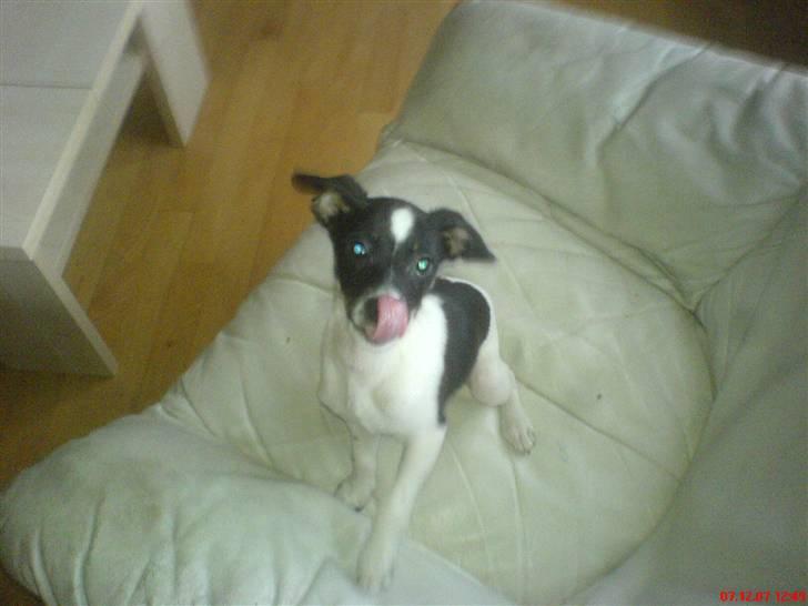 Blanding af racer Rocky billede 3