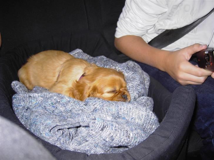 Cavalier king charles spaniel Alberte billede 2