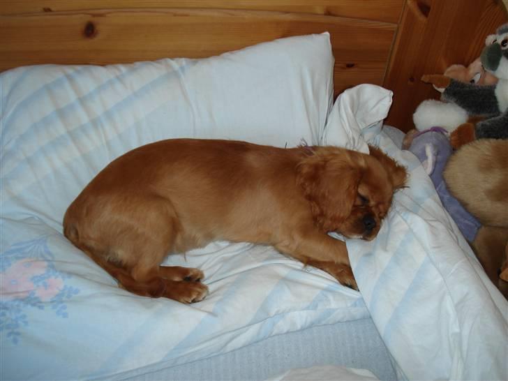 Cavalier king charles spaniel Alberte billede 3