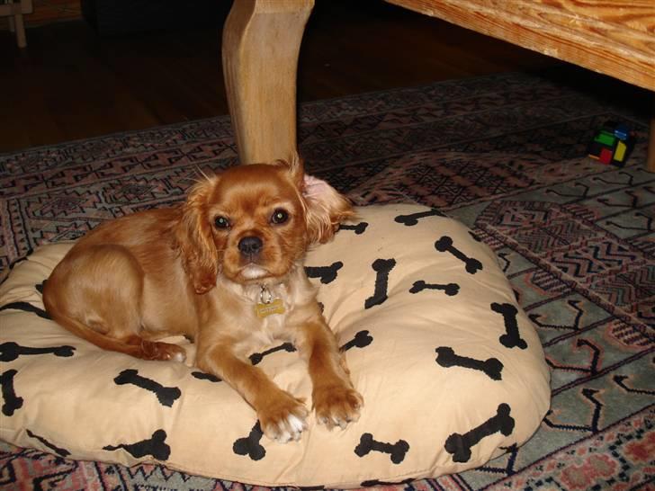 Cavalier king charles spaniel Alberte billede 4