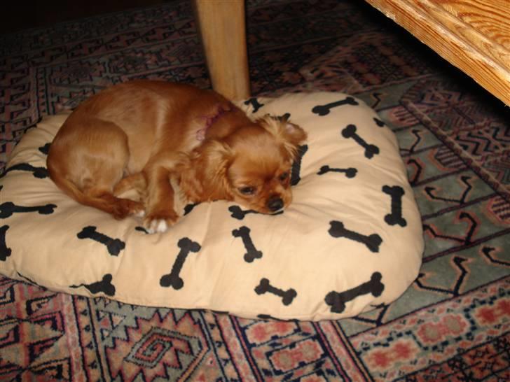 Cavalier king charles spaniel Alberte billede 5