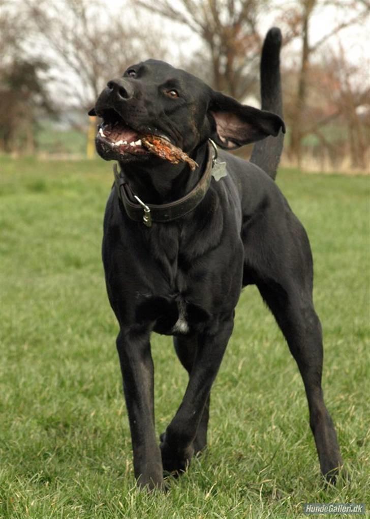 Blanding af racer Charlie 10/2-06 - 1/12-09 billede 9