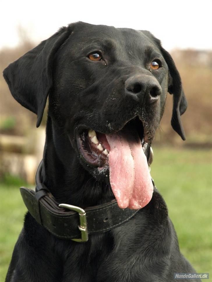 Blanding af racer Charlie 10/2-06 - 1/12-09 billede 10