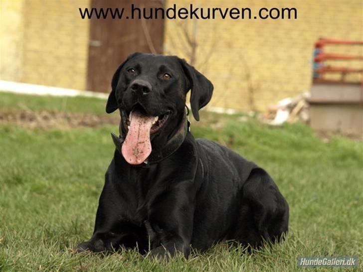 Blanding af racer Charlie 10/2-06 - 1/12-09 billede 11