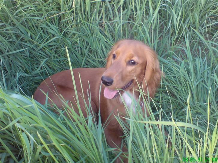 Cocker spaniel Nala - nala elsker og være ude billede 8