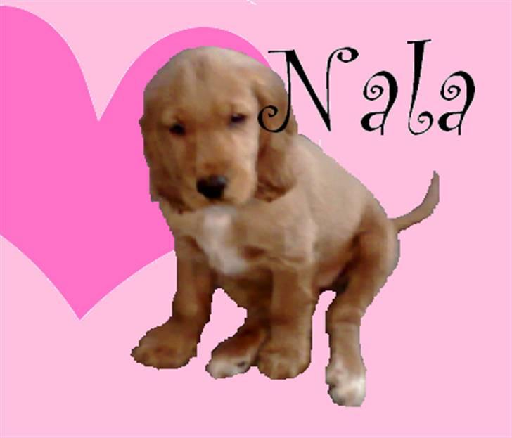 Cocker spaniel Nala - se lige ser hun ikke fræk ud.. . billede 9