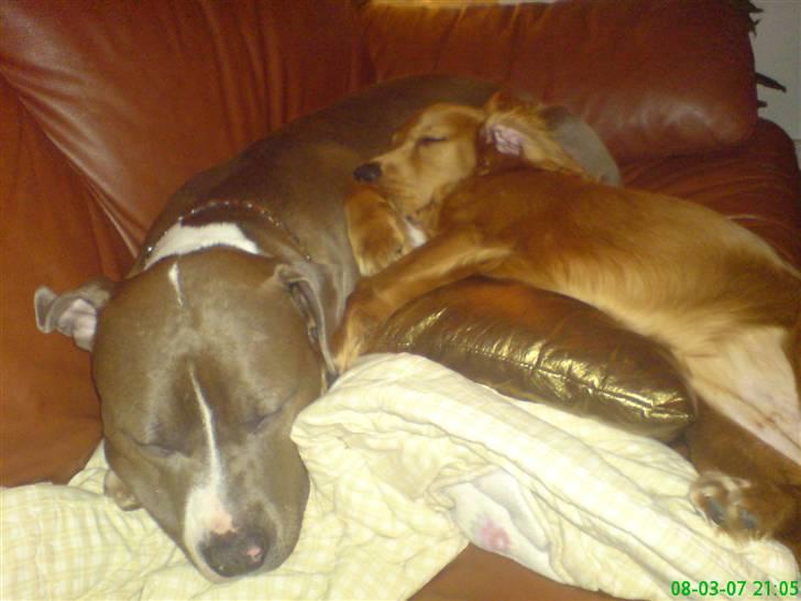 Cocker spaniel Nala - Nala sover sammen med aico..hun nyder det.aico er så god ved lille nala billede 10