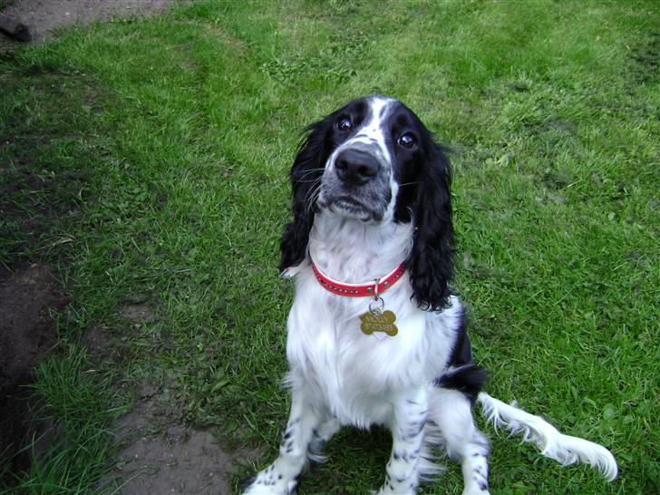 Cocker spaniel Mollie. - Mollie, som liige har tid til at blive fotograferet, ude i haven.  billede 5