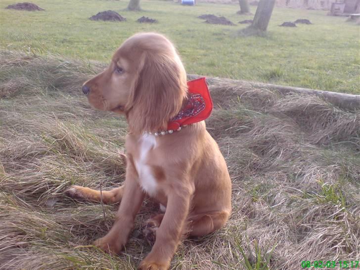 Cocker spaniel Nala - Nala vil gerne være ude billede 11