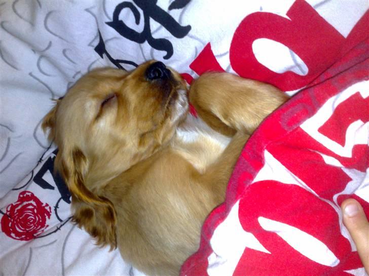 Cocker spaniel Nala - er hun ikke dejlig.... billede 12