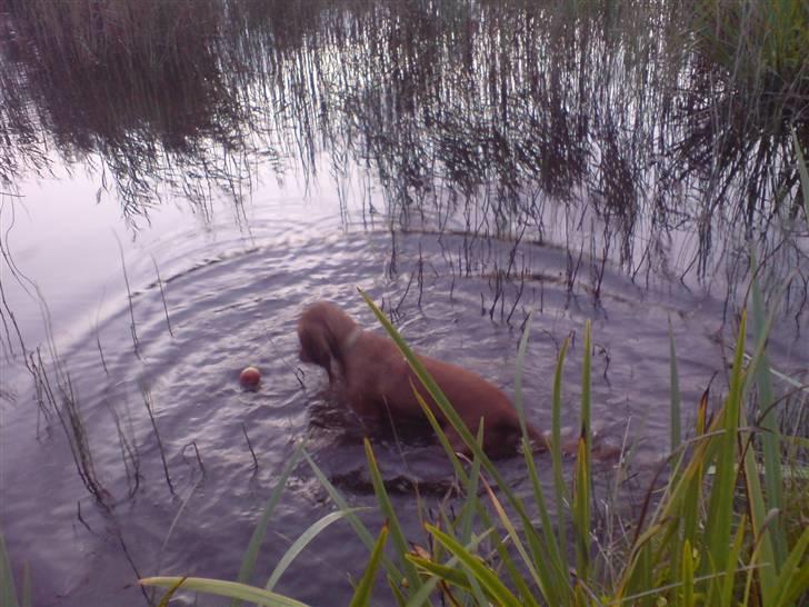 Cocker spaniel Nala - nala finder æbler i mosen.hun elsker at være i vandet. billede 13