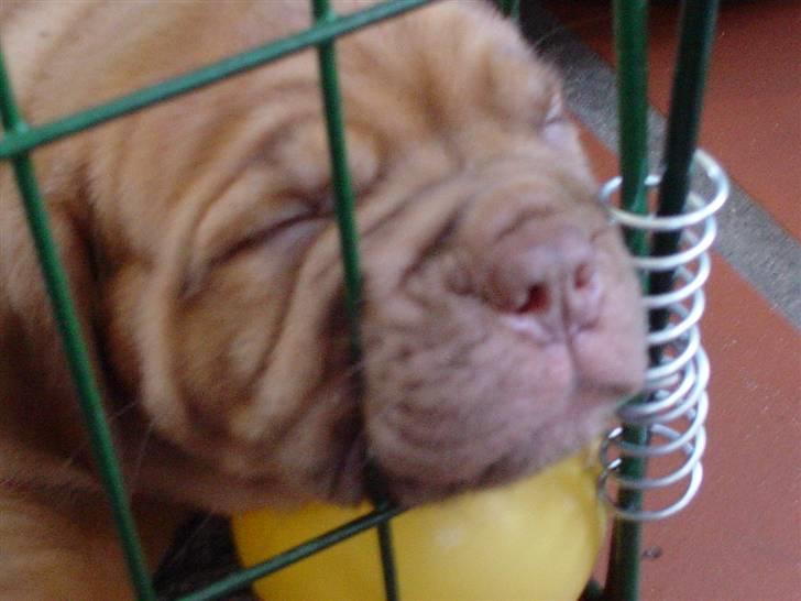 Dogue de bordeaux viola  - smukke tøs ´ ( 7 uger gammel ) billede 1