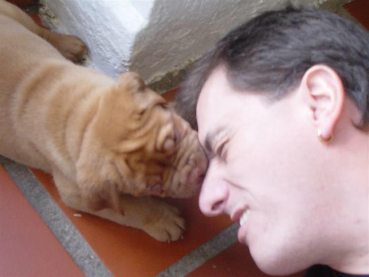 Dogue de bordeaux viola  - haha ´ viola bider albertes far ii næsen (:      billede 3