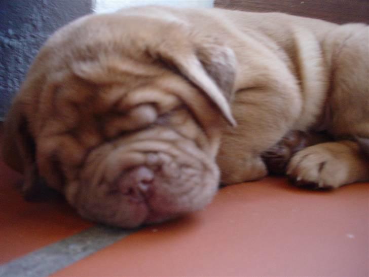 Dogue de bordeaux viola  - ´ viola <3333 zzz .. ( 7 uger gammel ) billede 4