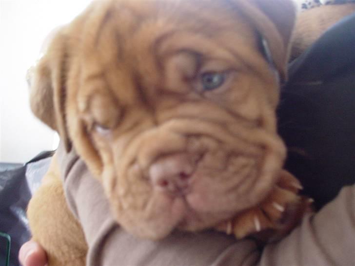 Dogue de bordeaux viola  - ´ ejjh hva er dog det !? ;D ( 7 uger gammel ) billede 5