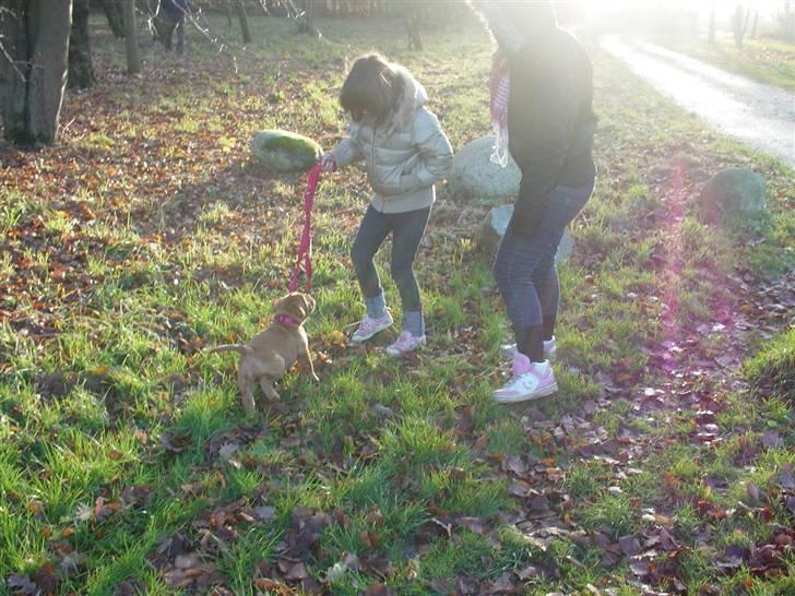 Dogue de bordeaux viola  - ´ ude og gå tur ii den morgen friske natur og bagefter tog vi en lur :D haha det rimer ....... ( 8 uger gammel ) billede 6