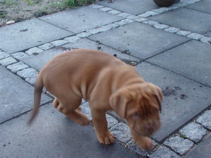 Dogue de bordeaux viola  - ´ Viola ii haven ( 8 uger og et par dage gammel ) billede 7