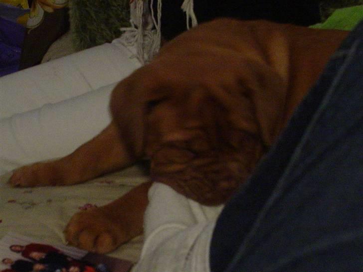 Dogue de bordeaux viola  - ´ Viola bider Alberte ii foden :) ( 9 uger og et par dage gammel ) billede 8