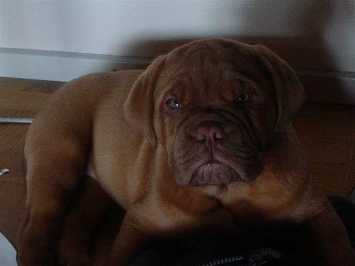 Dogue de bordeaux viola  - ´ Viola , meget sur .  ( 9 uger og et par dage gammel ) billede 9