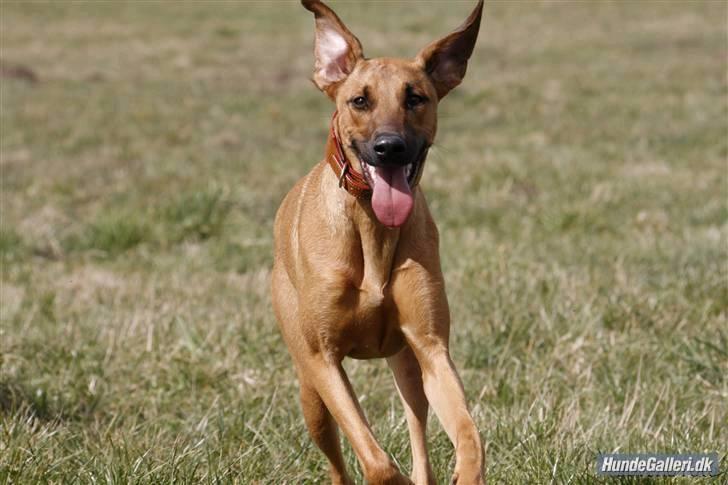 Blanding af racer ** Aamina ** RIP 12/08-08 - Aamina min prinsesse billede 1