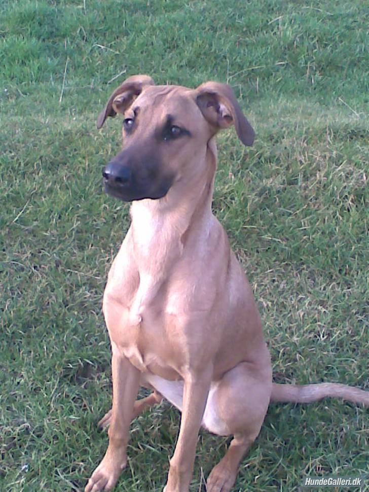 Blanding af racer ** Aamina ** RIP 12/08-08 billede 2