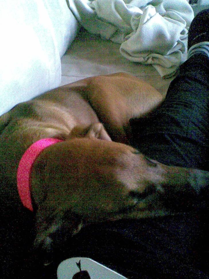 Blanding af racer ** Aamina ** RIP 12/08-08 - Hun har en tendens til at prutte når hun sover... I tegnefilm ville de være helt grønne billede 3