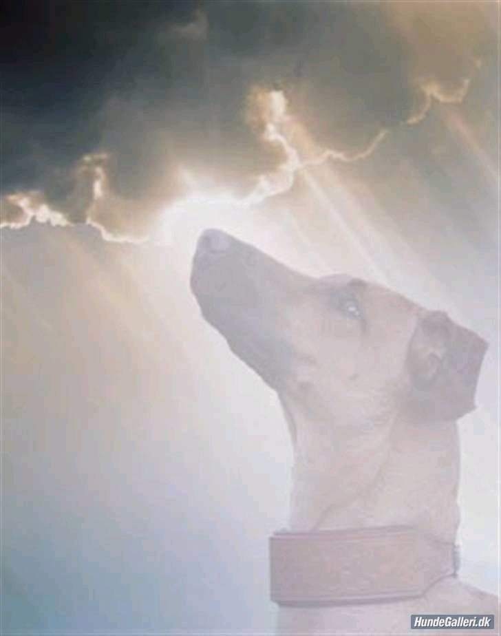 Blanding af racer ** Aamina ** RIP 12/08-08 - Himmelhunden billede 4