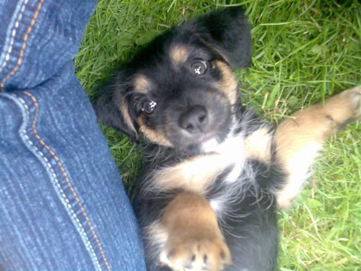 Blanding af racer Tippi - her skal vi snart have ham med hjem, men der skal stadig gå små 2 uger!  billede 1