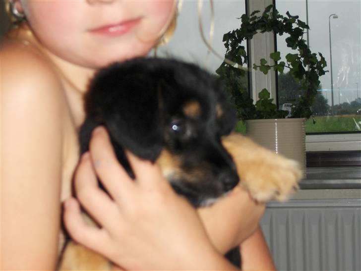 Blanding af racer Tippi - her holder min lille søster Tippi! billede 2