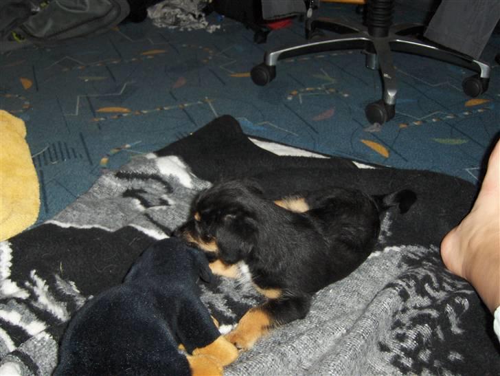 Blanding af racer Tippi - her leger han med hans bamse, som ligner ham på en prik! billede 3