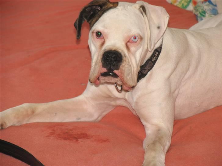 Boxer Aron billede 11