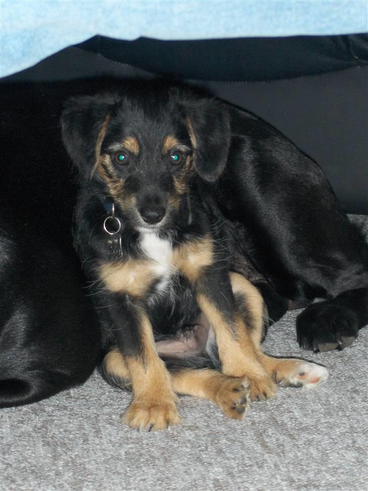 Blanding af racer Tippi - er han ikk bare dejlig? han sidder op ad min hund!  billede 4
