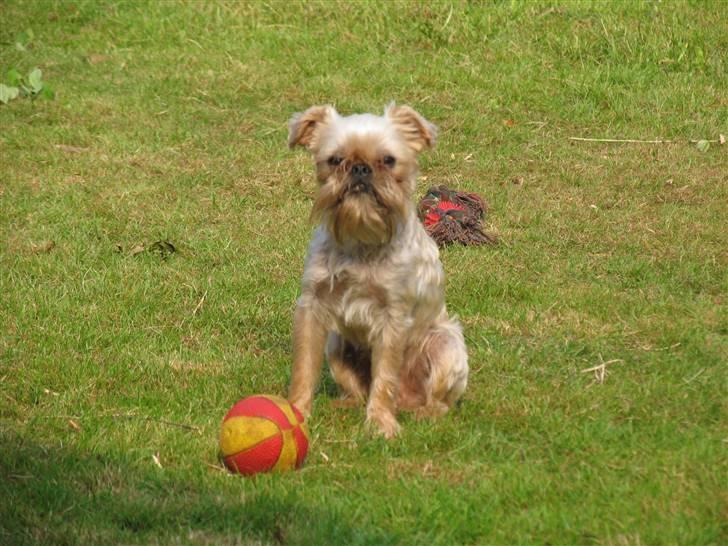 Griffon bruxellois Kenzo billede 11