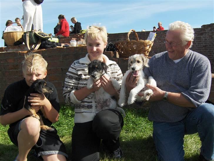 Blanding af racer Tippi - her er Tippi´s søskende, og ham der holder Tippi er min lille bror, som har tIppi rigtig,,men vi siger at dert er vores alle sammens!  billede 6